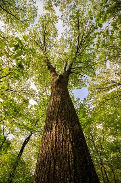 Mass Audubon's Broad Meadow Brook Conservation Center and Wildlife Sanctuary