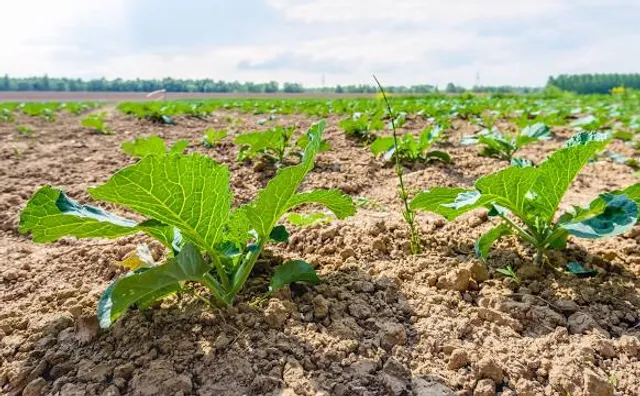 Bełżec Museum and Memorial