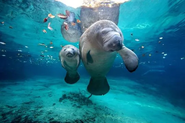 Manatee Viewing Center-2