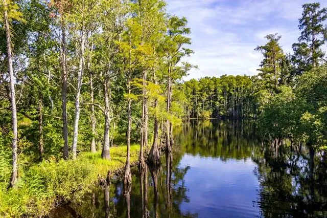 Tall Cypress Natural Area