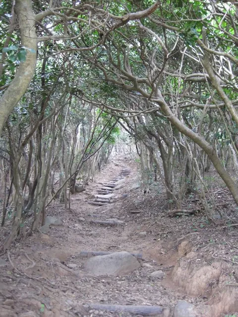 Totoro’s Forest No. 1