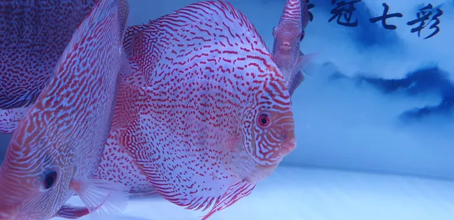 芸冠七彩水族