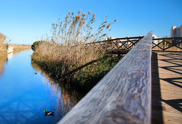 Marjal de Peníscola