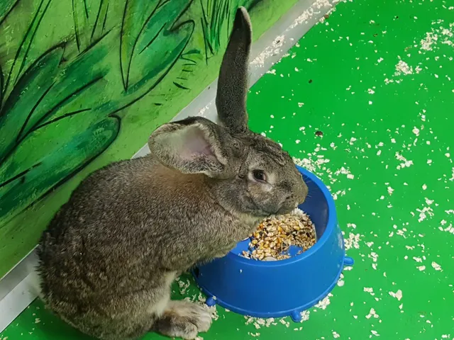 Зверополис