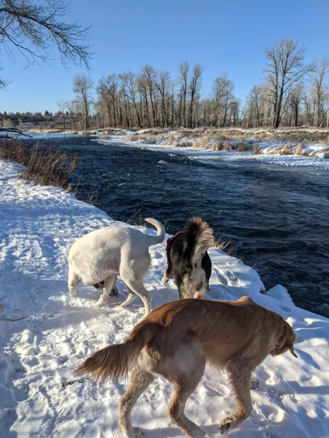 Sue Higgins Dog Park - Vehicle Parking Lot