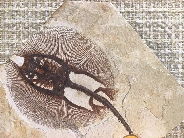 Ulrich's Fossil Gallery