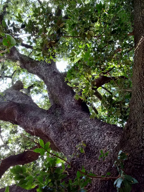 Parco Pubblico di Villa Tortora Brayda