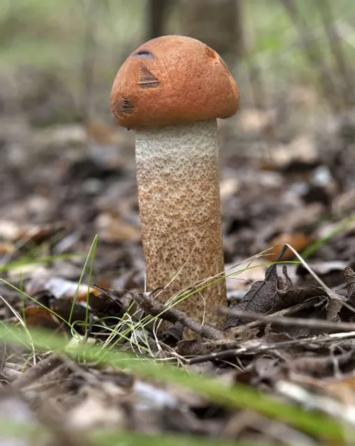 Rezerwat przyrody Pełcznica