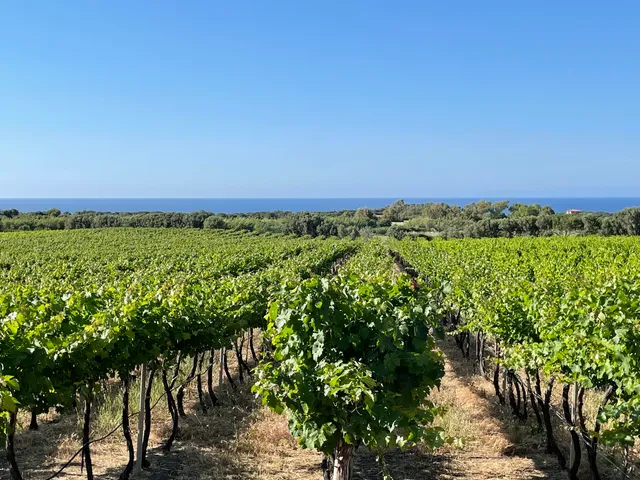 Cantina Ligios - Winery