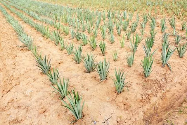 NICTAR PINEAPPLE PARK