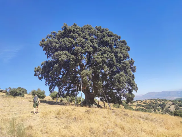 Encina de la Peana
