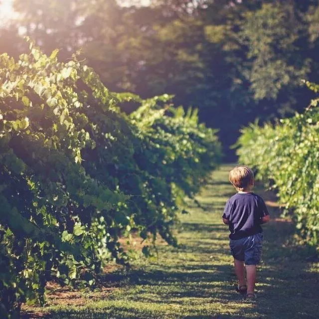 Morgan Creek Vineyards