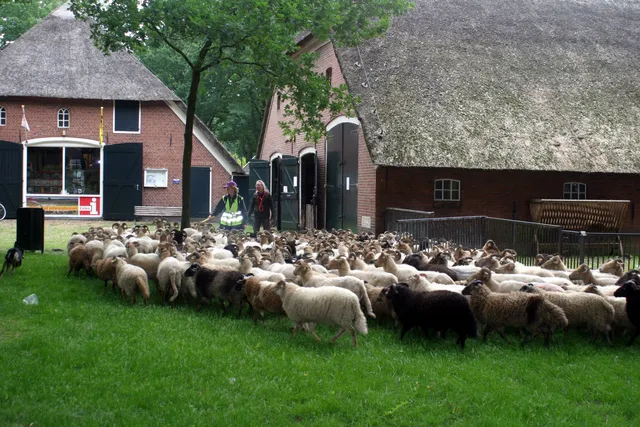 Schaapskudde Exloo