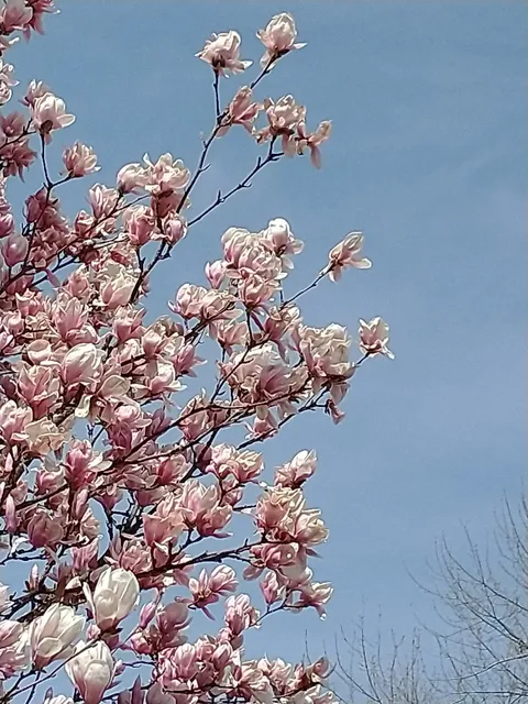 Harsens Island Bed and Breakfast