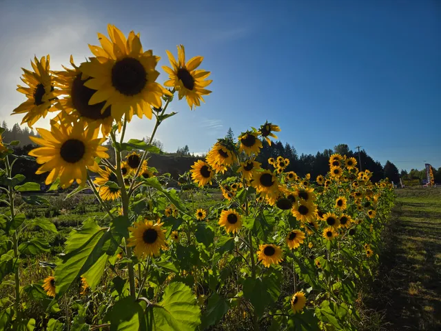 Jim Dandy Farm Market
