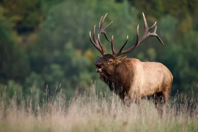 Rocky Mountain Elk Foundation