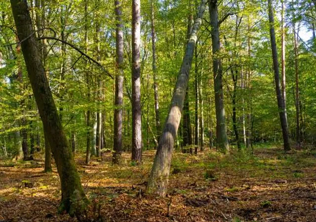 Tegel forest (southern part)