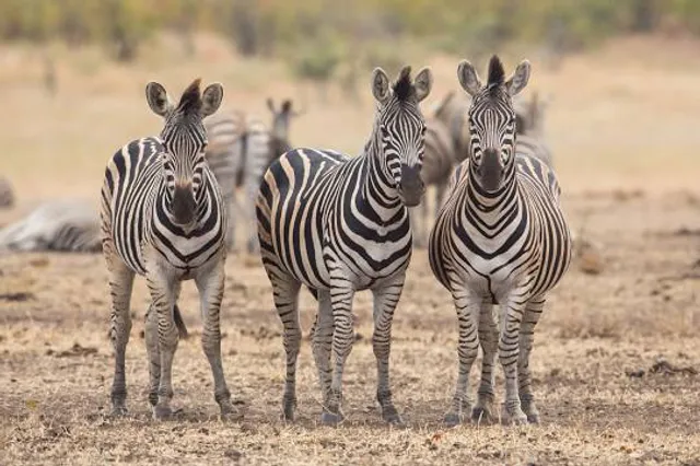 Nagykőrösi járás