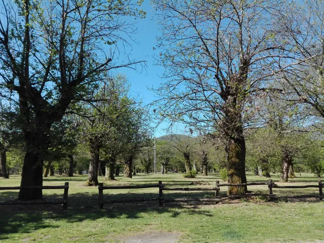 Selva dei Castagni di Filetto