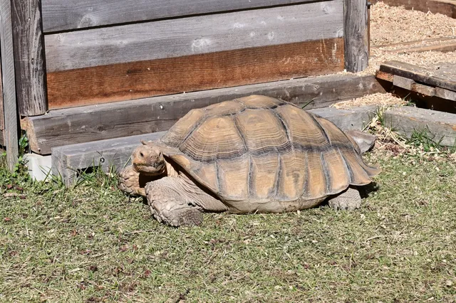 小さな動物園（道の駅 丹後王国 食のみやこ）