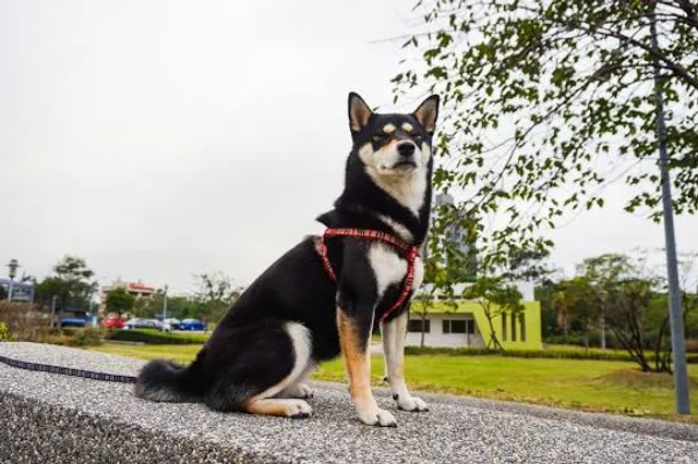 James World Fun Park