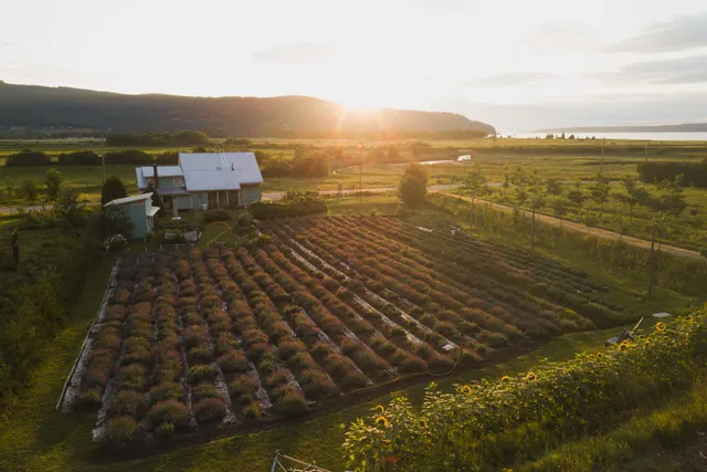 Lavande azulée (Lavender Farm)