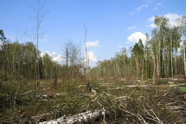 Khimkinskiy Lesopark