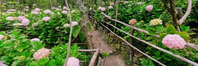 Garden of Hydrangeas