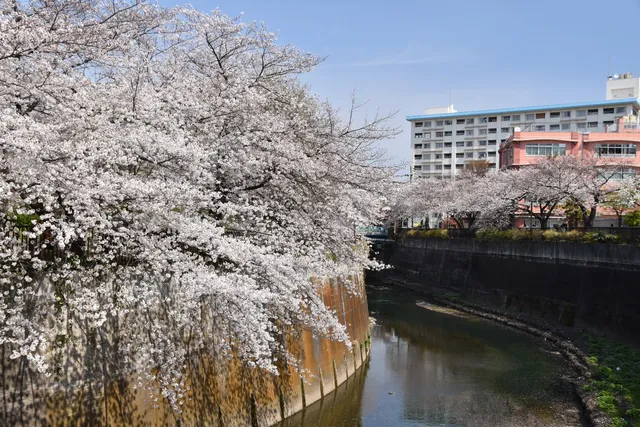 Otonashi Momiji Green Park