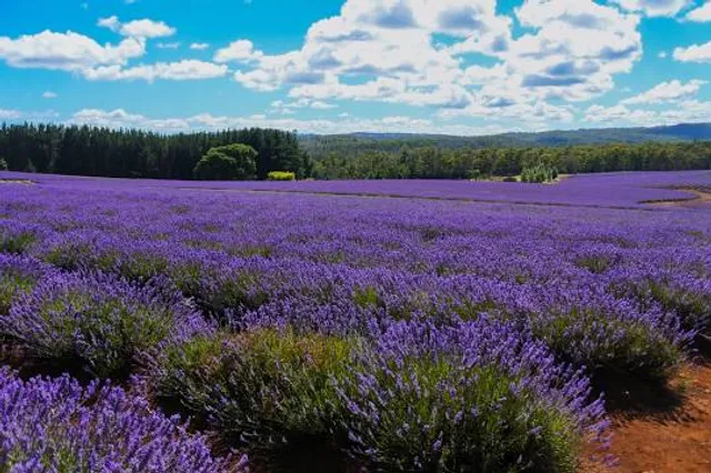 Lyndoch Lavender Farm & Cafe