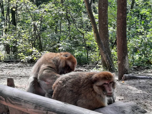 La Montagne des Singes