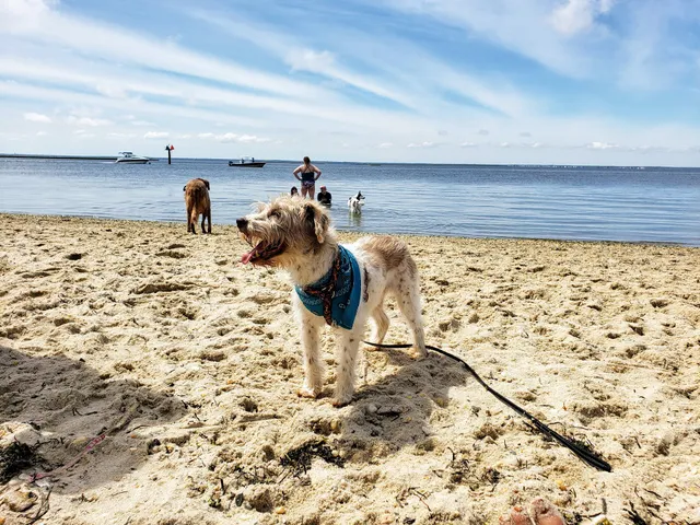 Beach Haven Doggy Bay