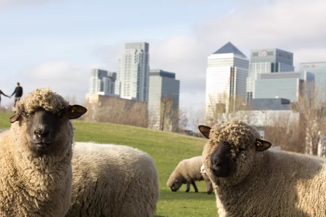 Mudchute Park and Farm