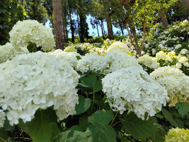 Shimonita Hydrangea Garden