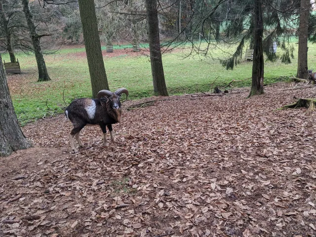 Wildfreigehege Locherholz - Damwild