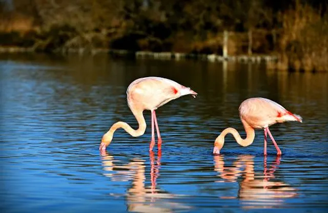 Camargue otherwise 4X4 safari