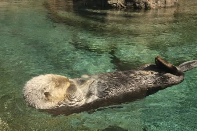 Newport Aquarium