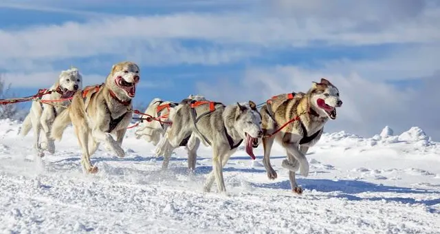 Jackson Hole Iditarod Sled Dog Tours