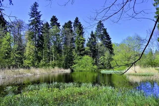 Waldweiher