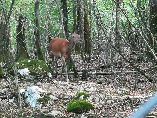 Area Faunistica del Cervo
