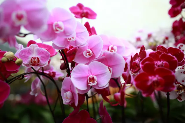 World of Phalaenopsis | Ulu Yam