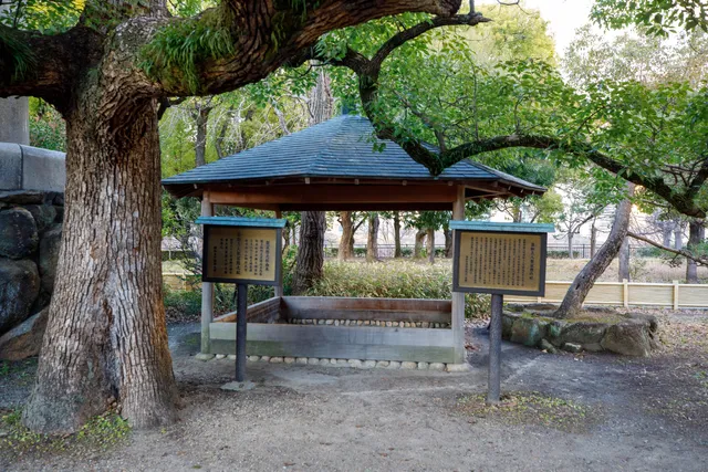 Pine tree on the branch of which Priest Rennyo put his clothes