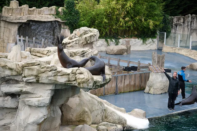 Odyssey Of Sea Lions