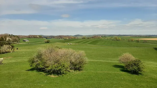 EifelSchleifen Küchenschellen