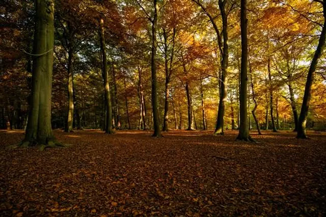 Thorndon Country Park