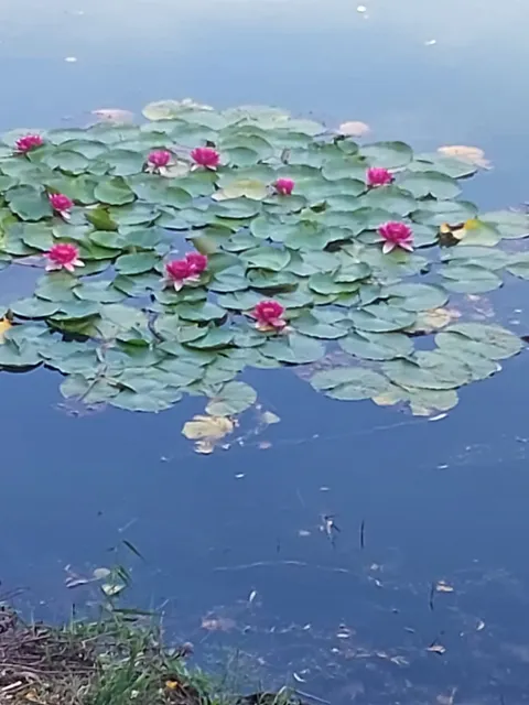 parkrun Jezioro Zatorze, Konin