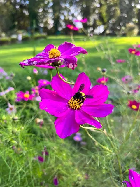 Shrubbery Nightingale Park