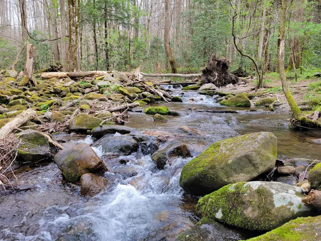 Lower Mount Cammerer Trailhead