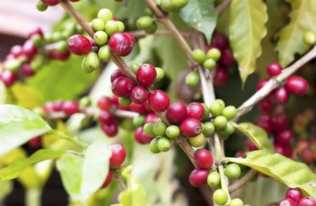 Heavenly Hawaiian Kona Coffee Farm