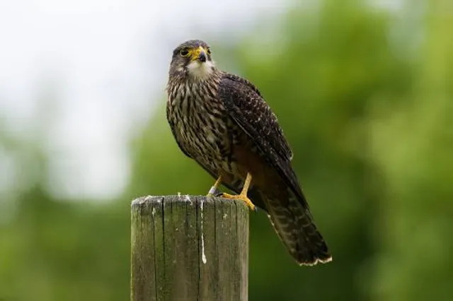 Wingspan National Bird of Prey Centre